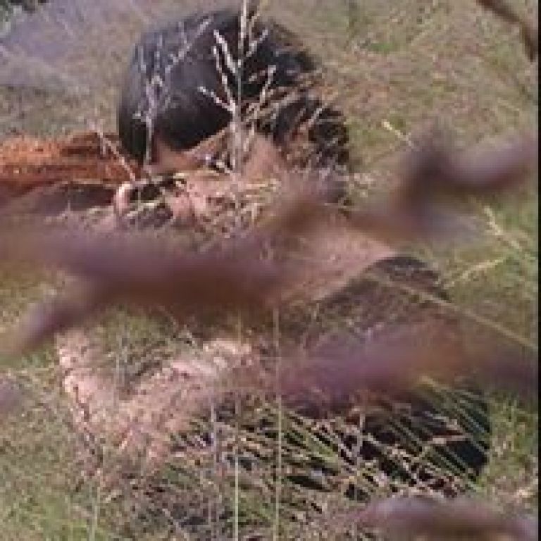 d.krug.1987