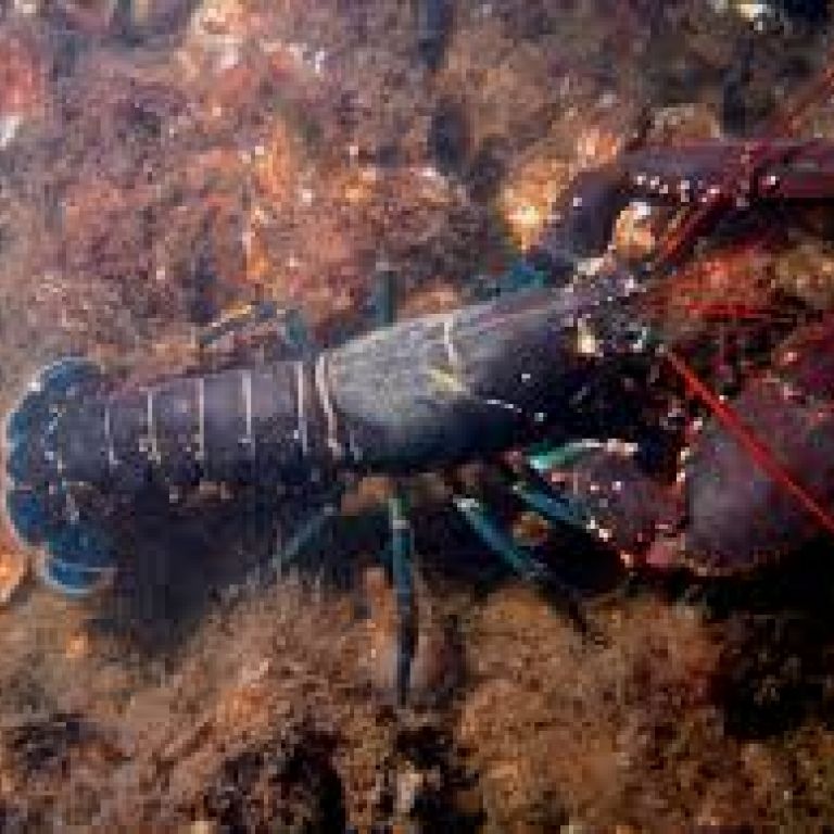 Lobster
