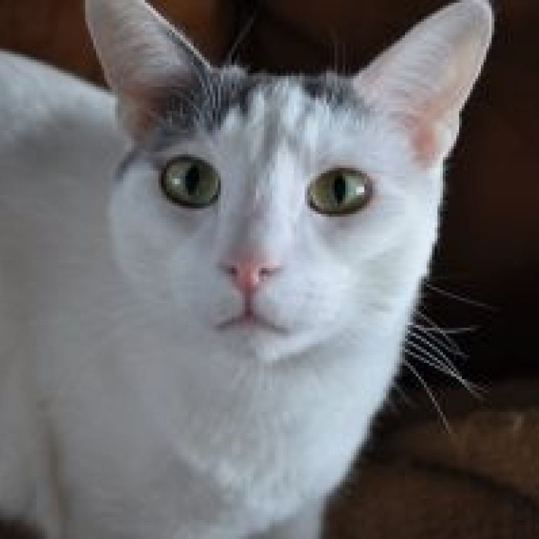 tiga