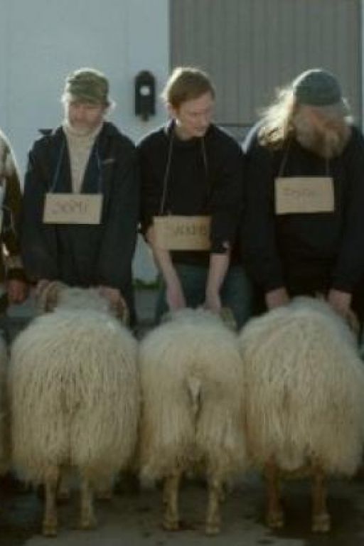 Rams - Sture Böcke - Hrútar DVD8713